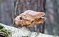 * Nomination Birch polypore / birch bracket / razor strop (Piptoporus betulinus), Hesse, Germany. --NorbertNagel 14:55, 19 December 2013 (UTC) * Promotion  Support QI --A.Savin 16:24, 19 December 2013 (UTC)