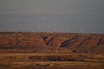 View from the visitor center Bitter Lake Birds Flying.jpg