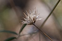 Dried flower