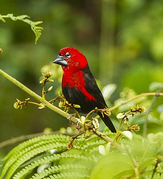 <span class="mw-page-title-main">Black-bellied seedcracker</span> Species of bird