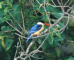 Black-capped Kingfisher (Halcyon pileata) ক'লামূৰীয়া মাছৰোকা