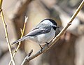 Thumbnail for File:Black-capped chickadee (26354).jpg