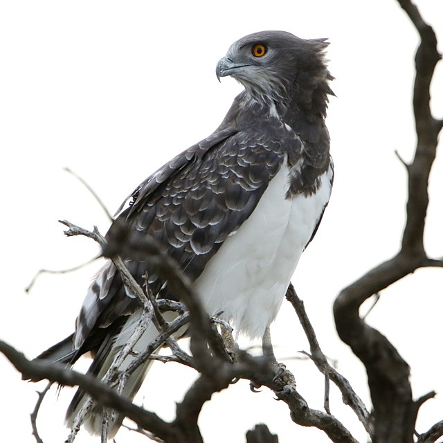 Black-chested snake eagle (36149007640).jpg