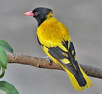 Hitam-berkerudung Oriole (Oriolus xanthornus) di Kolkata saya IMG 7603.jpg