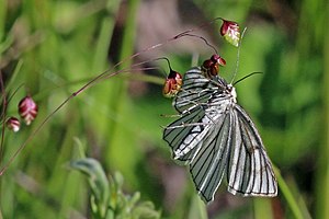 Black-veined moth (Siona lineata) underside.jpg