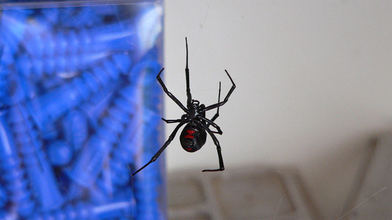 صورة:Black widow spider.jpg
