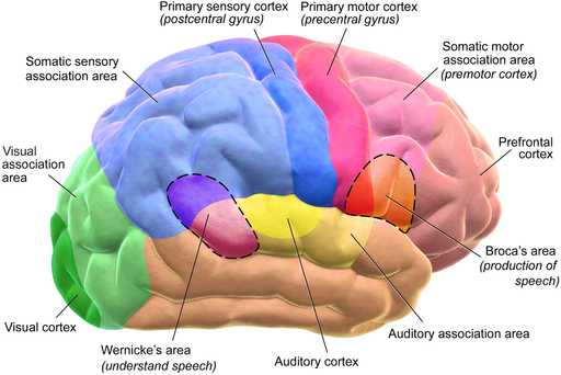 Blausen 0102 Brain Motor&Sensory (flipped)