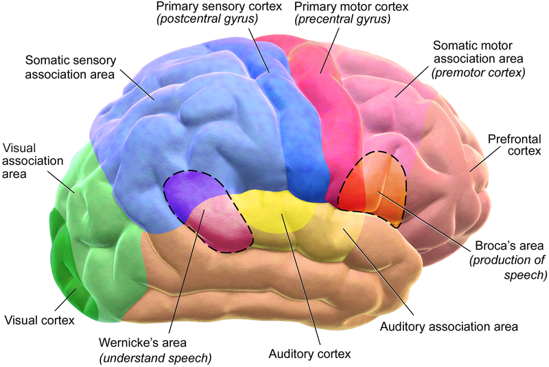 During adolescence the brain becomes more interconnected and specialized.^[[Image](https://commons.wikimedia.org/wiki/File:Blausen_0102_Brain_Motor%26Sensory_(flipped).png) by [BruceBlaus](https://commons.wikimedia.org/wiki/User:BruceBlaus) is licensed under [CC BY 3.0](https://creativecommons.org/licenses/by/3.0/deed.en)]