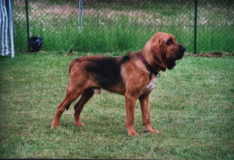 Chien de Saint-Hubert