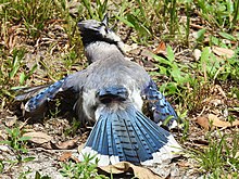 Uropygial gland of a Blue Jay Blue Jay anting, showing uropygial gland.jpg