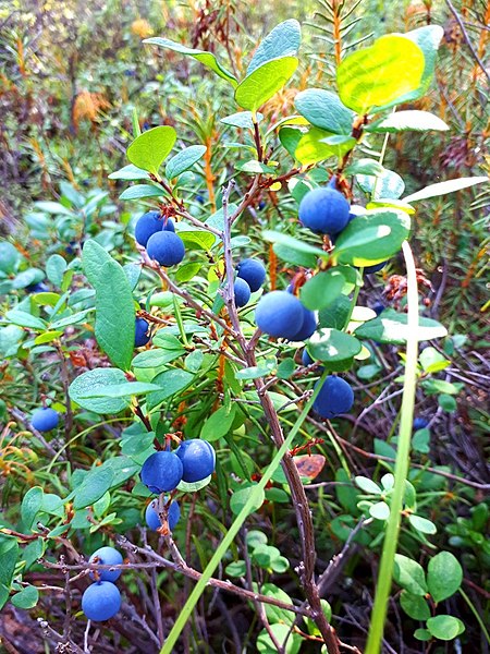 File:Blueberries on the branches of a bush.jpg