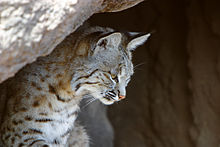 Bobcat (Lynx rufus) portrait.jpg