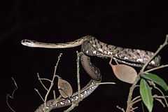 Description de l'image Boiga-siamensis-gray-cat-snake-kaeng-krachan-national-park.jpg.