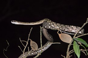 Beskrivelse af Boiga-siamensis-grå-kat-slange-kaeng-krachan-national-park.jpg billede.