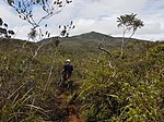 Bonsai Forest in Mt Hamaguitan.jpg