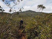 Mount Hamiguitan pygmy forest in the Philippines Bonsai Forest in Mt Hamaguitan.jpg