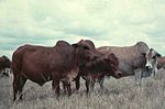 Thumbnail for Boran cattle