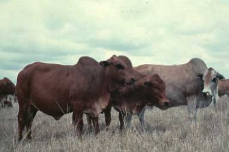 Boran cattle in Kenya.jpg