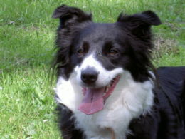 Border-collie-teef Lilie