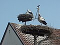 Nester und Webcam auf und neben der Storchenscheune