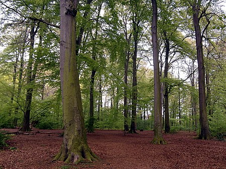 Bornumer Holz Innenbereich