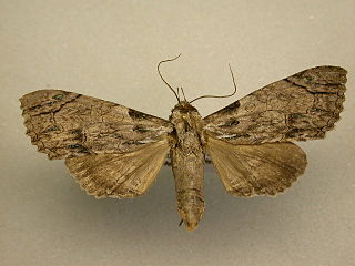 <i>Boryzops</i> Genus of moths