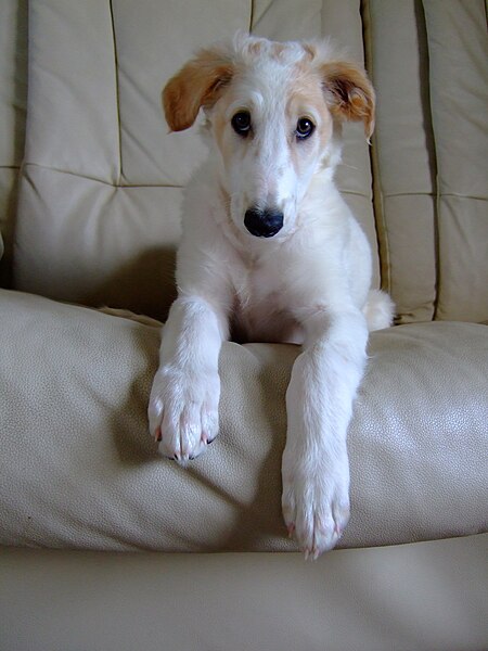 File:Borzoi puppy on sofa 0293.jpg