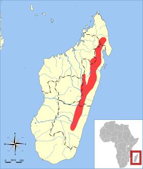 Brachytarsomys albicauda range map.svg