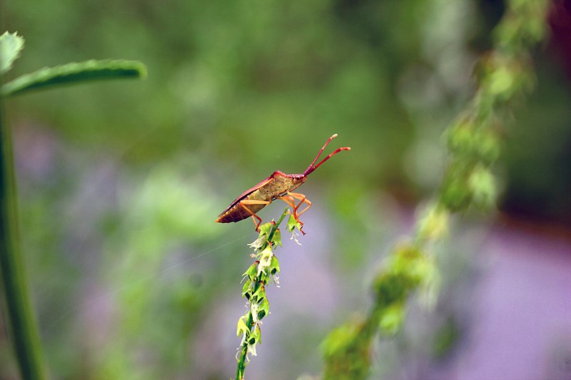 File:Braune Randwanze (1) (35899965872).jpg