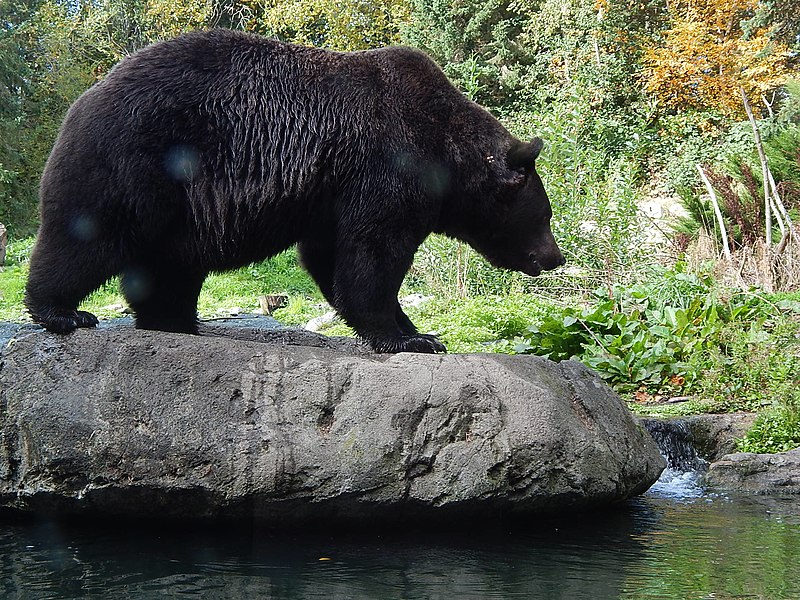 File:Brown Bear at Woodland Park Zoo.jpg