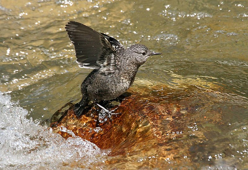 File:Brown Dipper- Immature coming out of water I IMG 6606.jpg