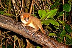 Thumbnail for Brown mouse lemur