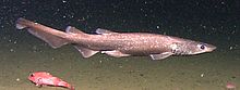 Jigarrang catshark, Apristurus brunneus.jpg