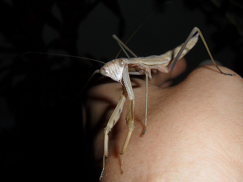 File:Brown sub-adult female Chinese Mantis.JPG