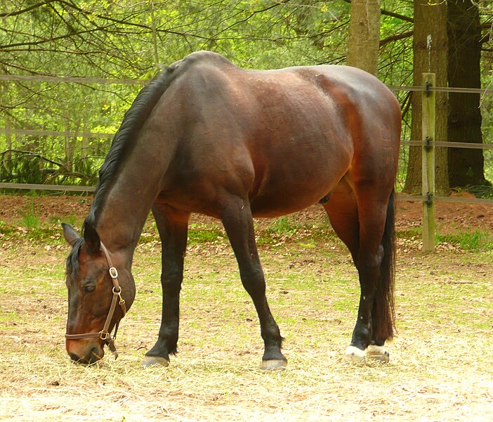 File:Browsing hay.jpg