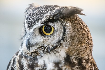 A close-up photograph of Bubo, Lindsay's resident great horned owl Bubo, Lindsay's Great Horned Owl .jpg