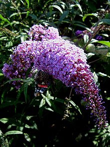 Buddleja davidii 'Gonglepod'.jpg