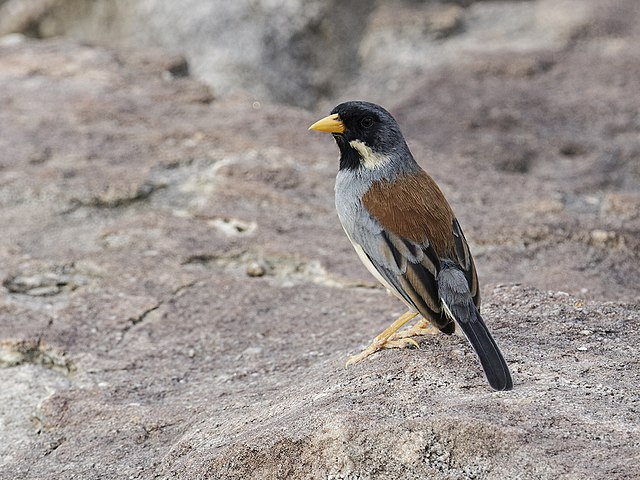 Description de l'image Buff-bridled Inca-Finch - Incaspiza laeta (cropped).jpg.