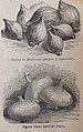 Bulbes à planter et ognons du catalogue Vilmorin 1900