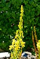 Bulbine latifolia (Bulbine natalensis) - Mildred E. Mathias Botanical Garden - University of California, Los Angeles - DSC02945.jpg