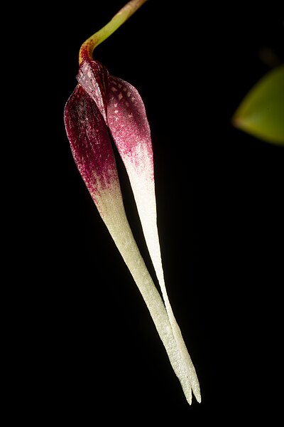 File:Bulbophyllum contortisepalum (Red form) J.J.Sm., Bull. Jard. Bot. Buitenzorg, sér. 2, 3 75 (1912) (48885186713).jpg