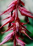 Bulbophyllum roraimense