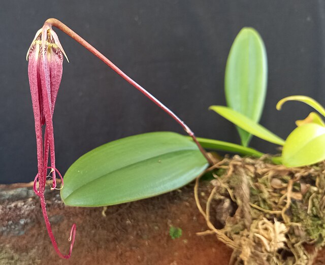 Bulbophyllum Elizabeth Ann Buckleberry