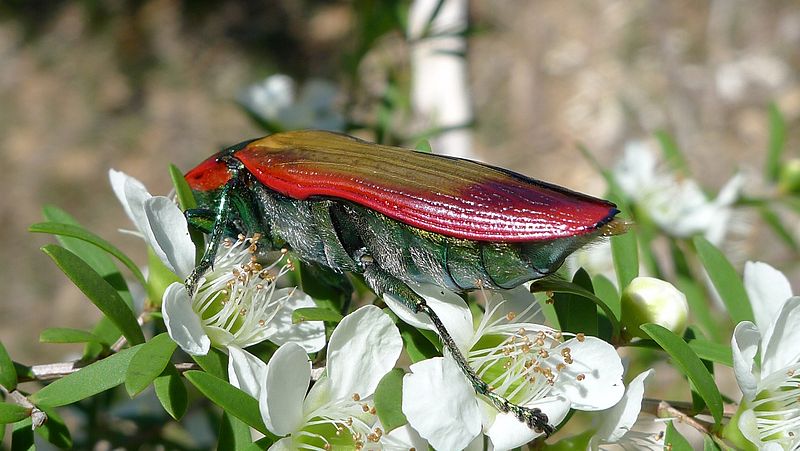 File:Buprestid G (11221085296).jpg