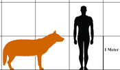порівняння розмірів жахливого вовка й людини