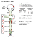 Thumbnail for C4 antisense RNA