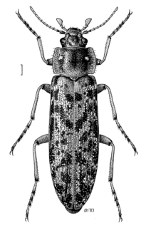 <span class="mw-page-title-main">Chalcodryidae</span> Family of beetles