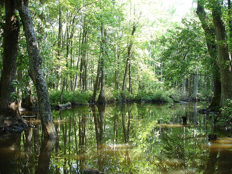 File:Cache River in Woodruff County, AR 001.jpg