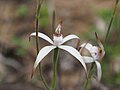 Caladenia hirta subsp. hirta