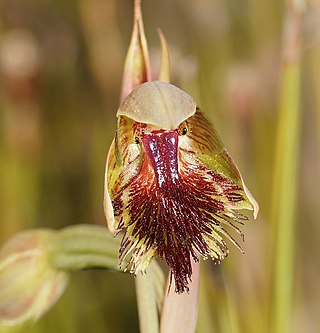 <i>Calochilus herbaceus</i> Species of orchid